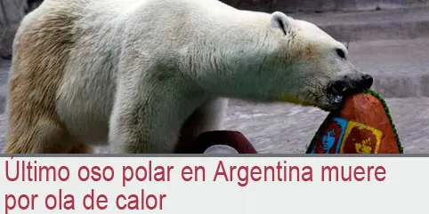 Último oso polar en Argentina muere por ola de calor