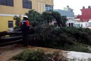Árboles caídos y fuertes encharcamientos, saldo de lluvia en Puebla