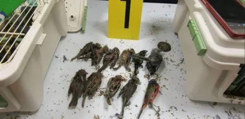 Detienen a español en Cancún que buscaba transportar 168 aves a Alemania