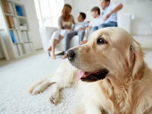 Proponen ley para frenar maltrato animal