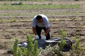 También en San Pedro hallan cuerpo de mujer en terrenos de cultivo