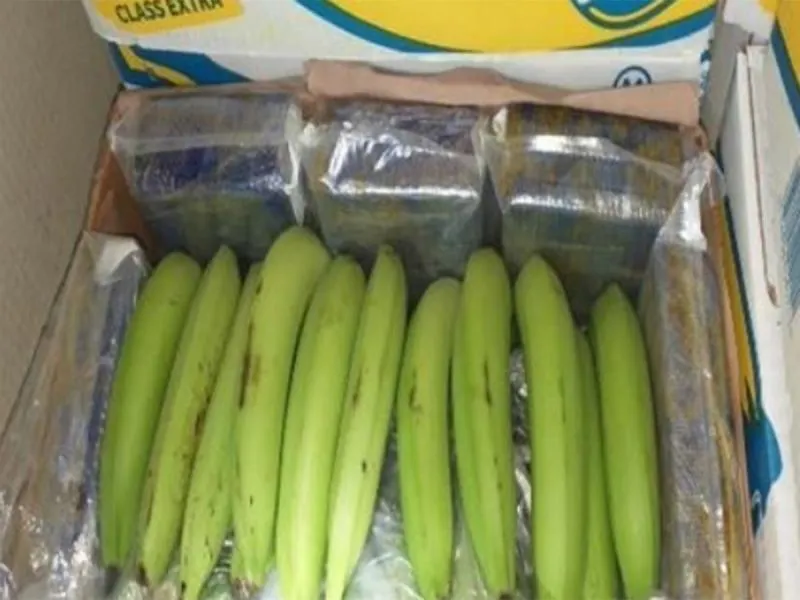 Localizan 655 kilos de cocaína dentro de caja de plátanos en Chiapas