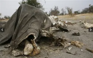 Cazadores matan en Zimbabue a 300 elefantes envenenandolos con cianuro