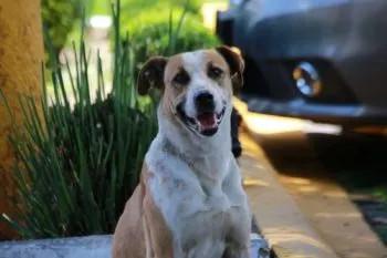 27 de julio: Día Internacional del Perro Callejero