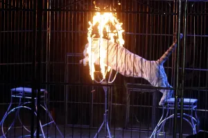 Prohibición de animales en circos, iniciativa fracasada: Académico