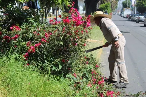 Continúa mantenimiento de áreas verdes, vialidades y parques