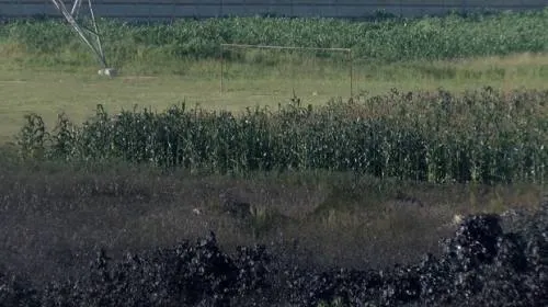 Más de 80 hectáreas de cultivo se han afectado por derrame de hidrocarburo: Sagarpa