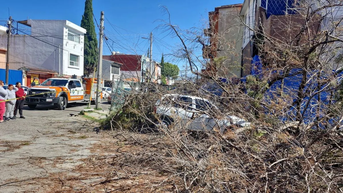 Ayto Pue Atencion Arboles Caidos Por Viento