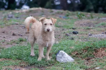Presentan en el Congreso de Puebla iniciativa para garantizar protección de animales como seres sintientes