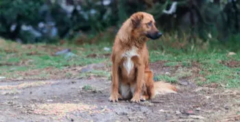 Ayuntamiento de Puebla busca predio para el rescate de caninos que se encuentran en el relleno sanitario