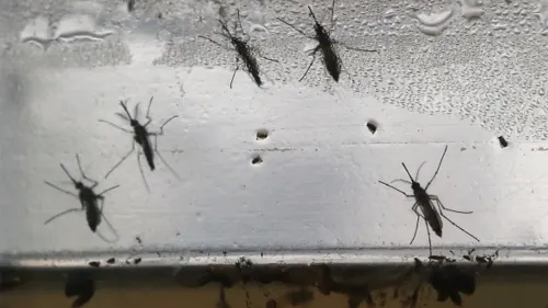 Suman tres muertos por dengue en Colima