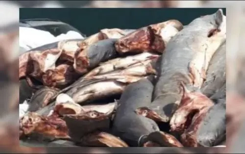 Tiran 42 tiburones muertos en carretera de Michoacán