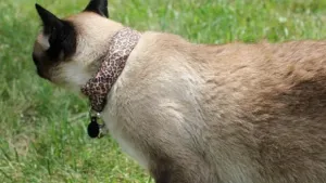 Collar para gatos detecta redes Wi-Fi