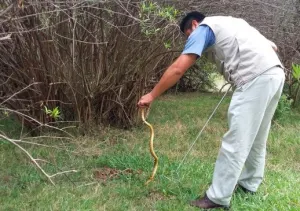 Reintegra Profepa serpiente y cernícalo a su hábitat