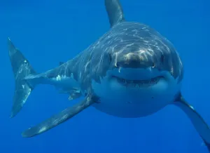 Pesca de tiburón blanco ya está prohibida en México