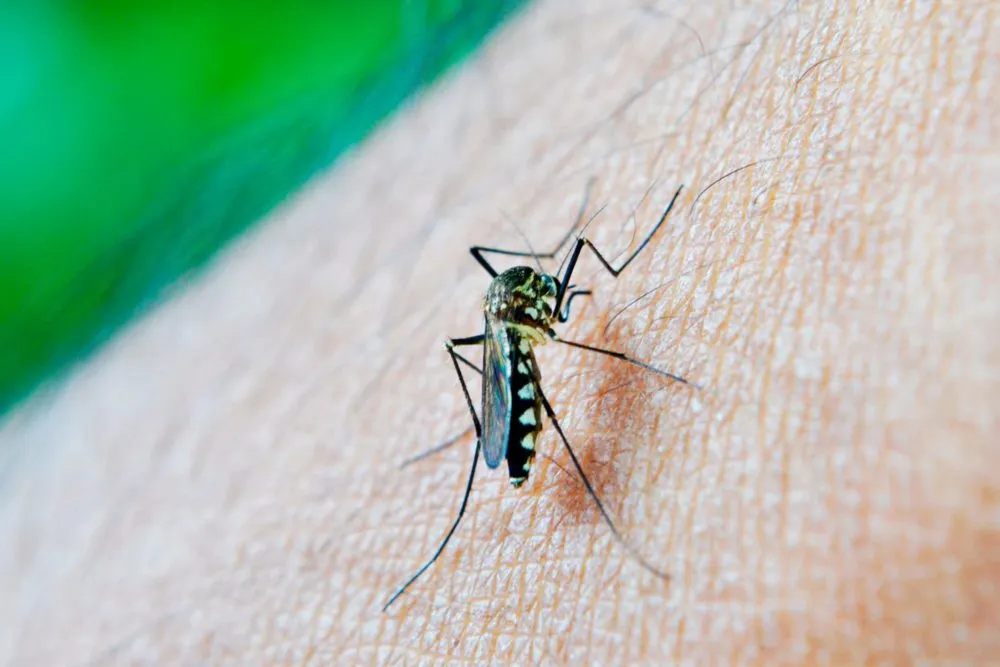Salud reporta casos de dengue en 58 municipios de Puebla