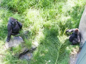 ‘Viudas de Bantú’, en riesgo de morir sin volver a reproducirse