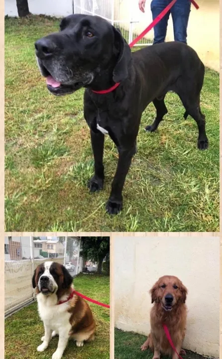 Perritos buscan hogar, tras morir su dueño de Covid-19