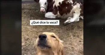 Perrito llamado la atención de internautas por saber mugir como una vaca