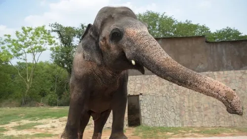 El ‘elefante más solitario del mundo’ se mudará para conseguir amigos