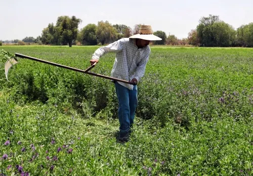 Garantiza gobierno protección a productores ante contingencias climatológicas: SDR