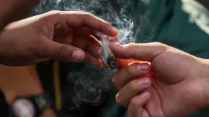 Dan 10 días de plazo a Cofepris para que permita a la SMART el consumo de la mariguana