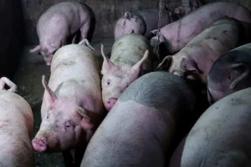México se prepara para ataque biológico de peste porcina