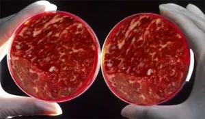 Se degustará en Londres la primera hamburguesa de carne cultivada en laboratotio