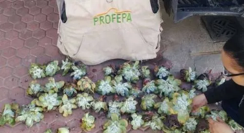Por poco linchan a personal de la Profepa en Atlixco