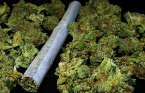 México no está preparado para la legalización de la marihuana, afirma PES