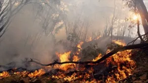 Disparo causó incendio forestal en California