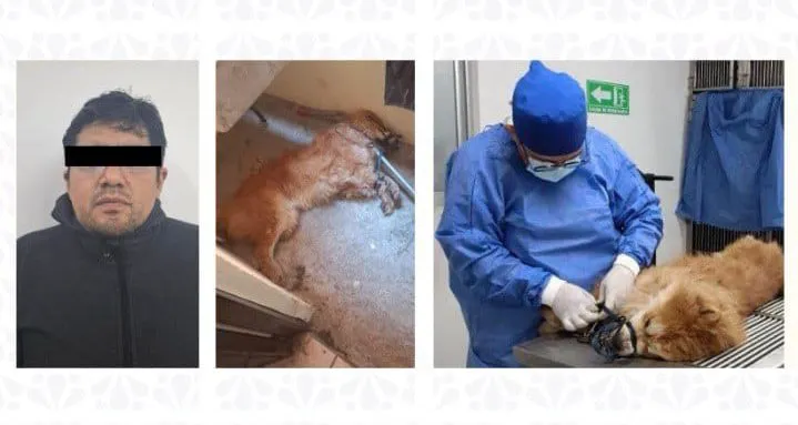 Crueldad animal