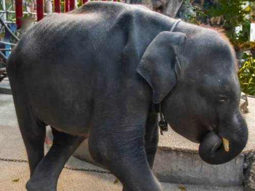 Muere elefante bebé en zoo; lo obligaban a bailar para turistas