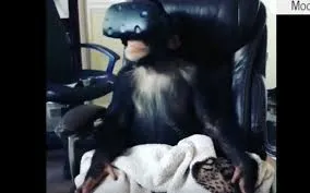 Video Viral: Chimpance experimentó la realidad virtual