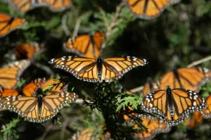 Mariposas Monarca, la migración más espectacular del planeta