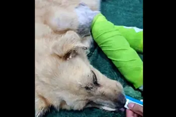 Detienen a “Cola Mocha”, agresor reincidente del perro “Huesitos” en Santiago Miahuatlán