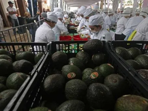 Sí habrá guacamole para el Super Bowl, afirman productores de aguacate