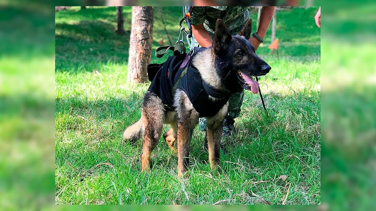 Proteo Perro Rescatista Sedena