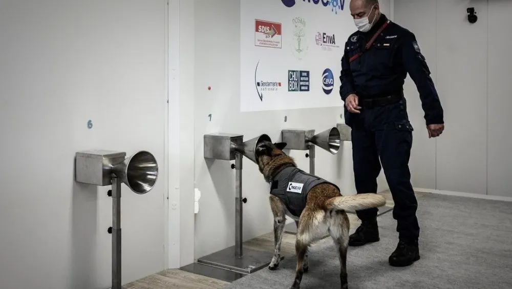Francia entrena perros para detectar COVID-19 a través del sudor humano