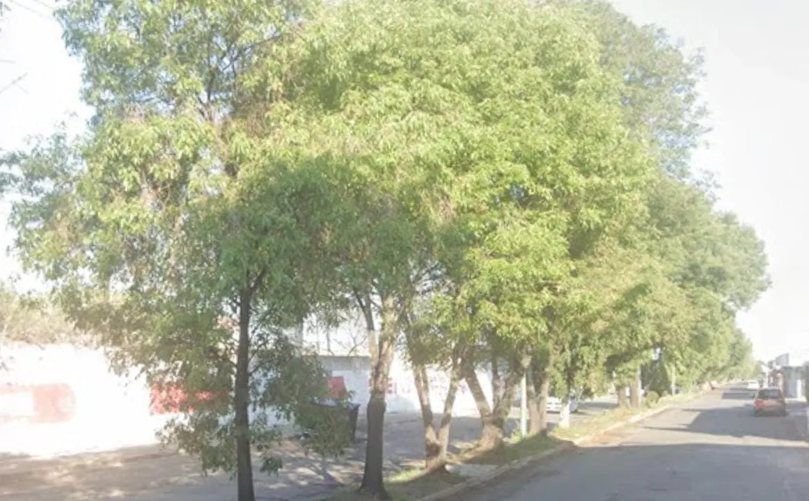 PAN presenta denuncias por presunta tala ilegal de árboles en Bosques de San Sebastián