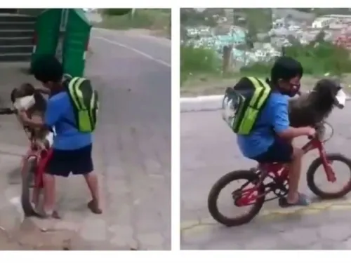 Niño le pone cubrebocas a su perro que lo acompaña a la tienda y se hace viral