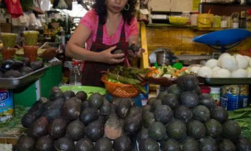 Aguacate mantiene precio máximo de 85 pesos en mercados de la República Mexicana