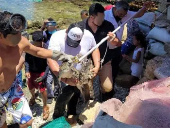 Captan a cocodrilo en playa de Acapulco; pescadores lo capturan
