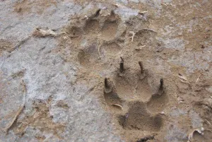 León suelto en Huiziltepec atemoriza a la población