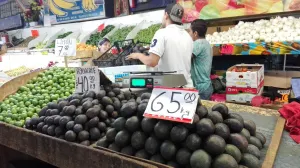Se normaliza precio de aguacate en el país
