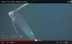 Increible pez remo es captado en video, es la primera vez en la historia