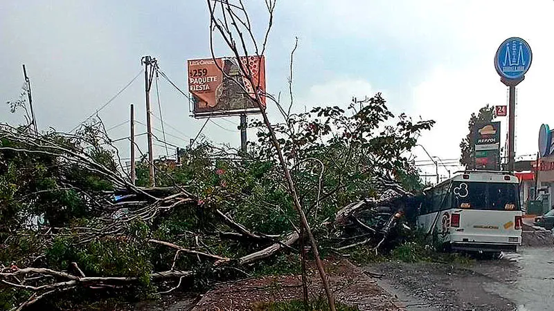 Arbol Caido Bulevar Xonaca