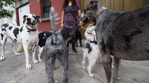 Suprema Corte avala aplicación del IVA a comida para mascotas