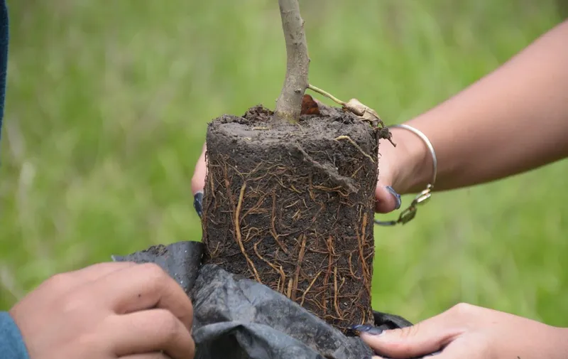 ayto-pue-jornada-reforestacion-bosques-de-amalucan