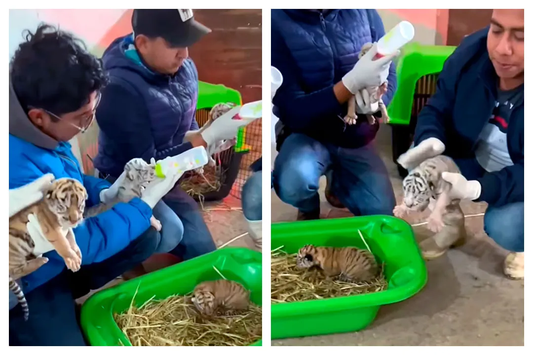 Tigres De Bengala Granja Animalia